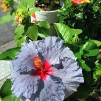 ブルーハイビスカスの種類（原種、品種）｜植物図鑑｜みんなの趣味の