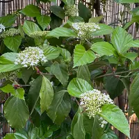 ハクサンボクの種類（原種、品種）｜植物図鑑｜みんなの趣味の園芸