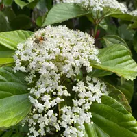 ハクサンボクの種類（原種、品種）｜植物図鑑｜みんなの趣味の園芸