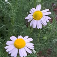 ローマンカモミールとは｜育て方がわかる植物図鑑｜みんなの趣味の園芸（NHK出版）