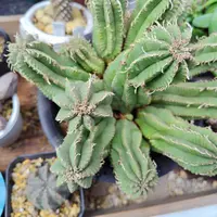 白樺キリン ユーフォルビア白樺キリンの基本情報・育て方｜多肉植物