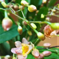 オンシジウム（オンシジューム）の写真〔10ページ目〕｜植物図鑑