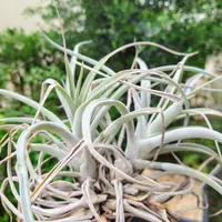 エアプランツ巨大化計画！人気植物の新しい楽しみ方｜みんなの