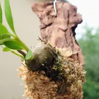 ヒドノフィツムとは｜育て方がわかる植物図鑑｜みんなの趣味の園芸