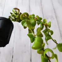 エスキナンサスとは｜育て方がわかる植物図鑑｜みんなの趣味の園芸