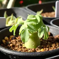 アデニア・グラウカの基本情報・育て方｜多肉植物・サボテン図鑑