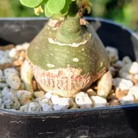 アデニア・グラウカの基本情報・育て方｜多肉植物・サボテン図鑑