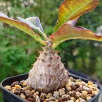 パキポディウムとは｜育て方がわかる植物図鑑｜みんなの趣味の