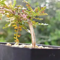 オペルクリカリア・デカリー (多肉植物・サボテン・コーデックス) コーデックス：オペルクリカリア デカリー 根挿し*全幅16cm