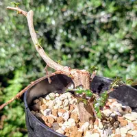 オペルクリカリア・デカリーの基本情報・育て方｜多肉植物・サボテン