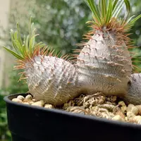 パキポディウム'タッキー'の基本情報・育て方｜多肉植物