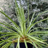 クレマチス　薫風 香）薫風「クレマチス」のアルバム-みんなの趣味の園芸1073493