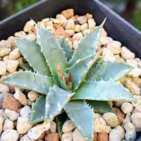 アガベ・チタノタ'レッド・キャットウィーズル'の基本情報・育て方