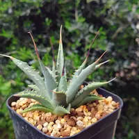 アガベ・ユタエンシス・エボリスピナの基本情報・育て方｜多肉植物