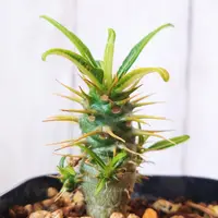 パキポディウム・デンシフローラムの基本情報・育て方｜多肉植物