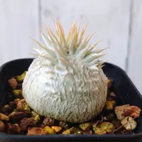 パキポディウム恵比寿大黒の基本情報・育て方｜多肉植物・サボテン図鑑