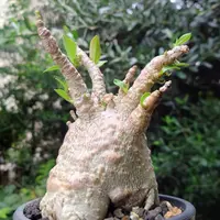 アデニウム・オベスムの基本情報・育て方｜多肉植物・サボテン図鑑