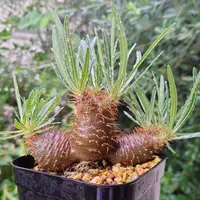 パキポディウム'タッキー'の基本情報・育て方｜多肉植物・サボテン図鑑