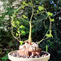 ディオスコレア亀甲竜の基本情報・育て方｜多肉植物・サボテン図鑑