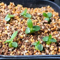パキポディウム'タッキー'の基本情報・育て方｜多肉植物・サボテン図鑑