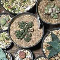 コノフィツムの写真〔3ページ目〕|植物図鑑|みんなの趣味の園芸 コノフィツムの写真〔3ページ目〕|植物図鑑|みんなの趣味の園芸