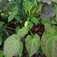 エビネ（夏咲き）の写真〔2ページ目〕｜植物図鑑｜みんなの趣味の園芸