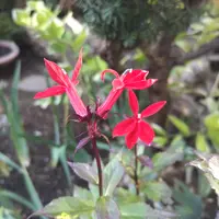 サワギキョウ（宿根ロベリア）とは｜育て方がわかる植物図鑑｜みんなの