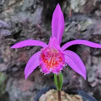 タイリントキソウとは｜育て方がわかる植物図鑑｜みんなの趣味の園芸