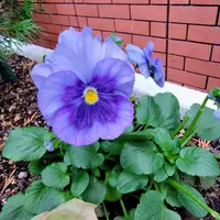 ムラサキミツバ(紫みつば)｜園芸日記byひなぼー｜みんなの趣味の園芸