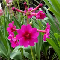 クリンソウの写真｜植物図鑑｜みんなの趣味の園芸