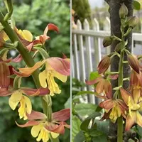 エビネ（夏咲き）の写真〔2ページ目〕｜植物図鑑｜みんなの趣味の園芸