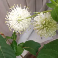 タニワタリノキ　コケ順いいです タニワタリノキ(谷渡りの木)の挿し木を成功させるポイント：剪定