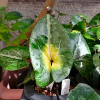カンアオイとは｜育て方がわかる植物図鑑｜みんなの趣味の園芸（NHK出版）