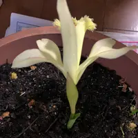 トキソウとは｜育て方がわかる植物図鑑｜みんなの趣味の園芸（NHK出版）