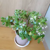 金のなる木の育て方・栽培方法｜植物図鑑｜みんなの趣味の園芸（NHK出版）