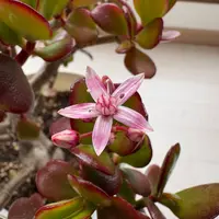 金のなる木のそだレポ（栽培レポート）｜植物図鑑｜みんなの趣味