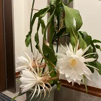 小笠原 月下美人 月下美人 | 小笠原ブログ | 自然を守り自然に親しむ エコツーリズムの島