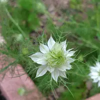 ニゲラの写真｜植物図鑑｜みんなの趣味の園芸