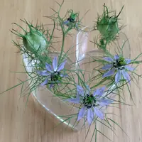 ニゲラとは｜育て方がわかる植物図鑑｜みんなの趣味の園芸（NHK