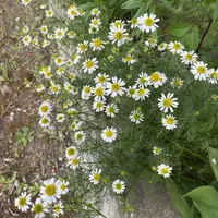 ローマンカモミールの種類（原種、品種）｜植物図鑑｜みんなの