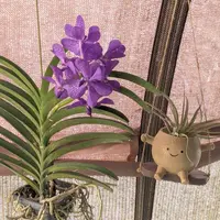 バンダとは｜育て方がわかる植物図鑑｜みんなの趣味の園芸（NHK