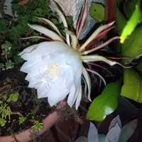 小笠原 月下美人 月下美人 | 小笠原ブログ | 自然を守り自然に親しむ エコツーリズムの島