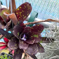 ネオレゲリアのそだレポ(栽培レポート)|植物図鑑|みんなの ネオレゲリアのそだレポ(栽培レポート)|植物図鑑|みんなの