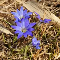 リンドウ（春咲き）とは｜育て方がわかる植物図鑑｜みんなの趣味の園芸