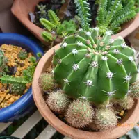 サボテンの写真〔59ページ目〕｜植物図鑑｜みんなの趣味の園芸