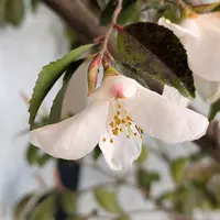サザンカの写真｜植物図鑑｜みんなの趣味の園芸