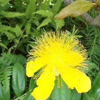 キンシバイとは｜育て方がわかる植物図鑑｜みんなの趣味の園芸