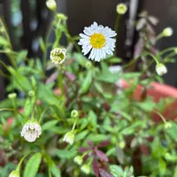 エリゲロンの育て方・栽培方法|植物図鑑|みんなの趣味の園芸 エリゲロンの育て方・栽培方法|植物図鑑|みんなの趣味の園芸