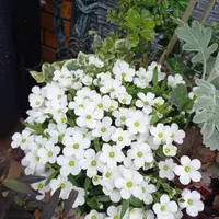 アレナリアの写真｜植物図鑑｜みんなの趣味の園芸