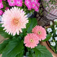 ガーベラの写真｜植物図鑑｜みんなの趣味の園芸